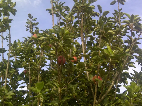 Casa independiente en camino de Melilla s/n - Foto 22