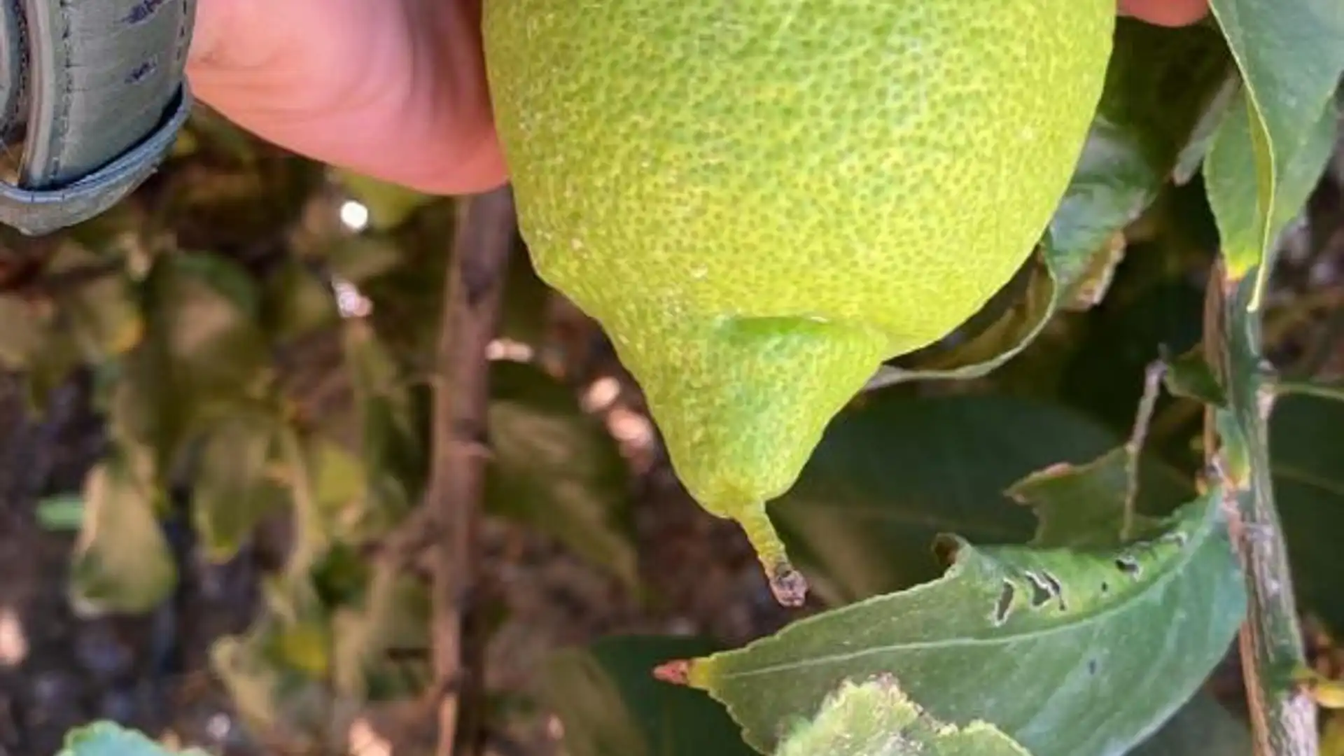 Finca rústica en  Diseminado Chalanas 10 - Foto 2