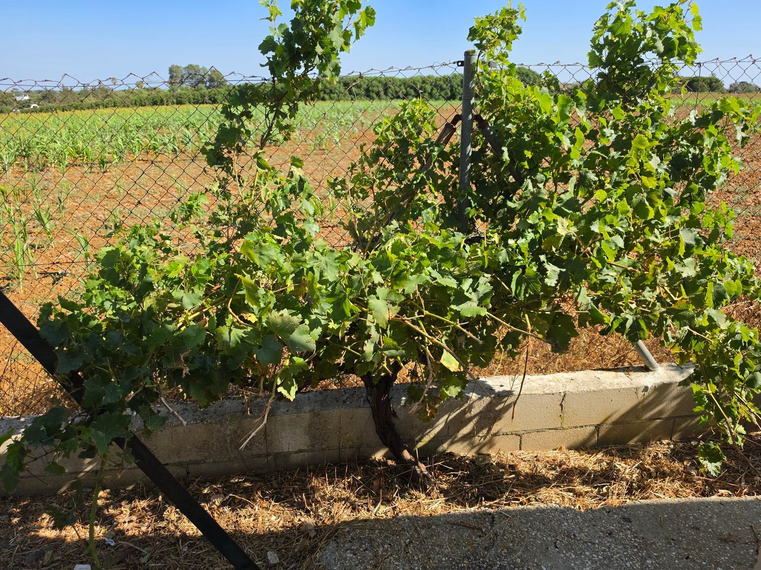 Finca rústica en Vereda de la Tarde, 3, Núcleo Urbano, Núcleo Urbano - Foto 7