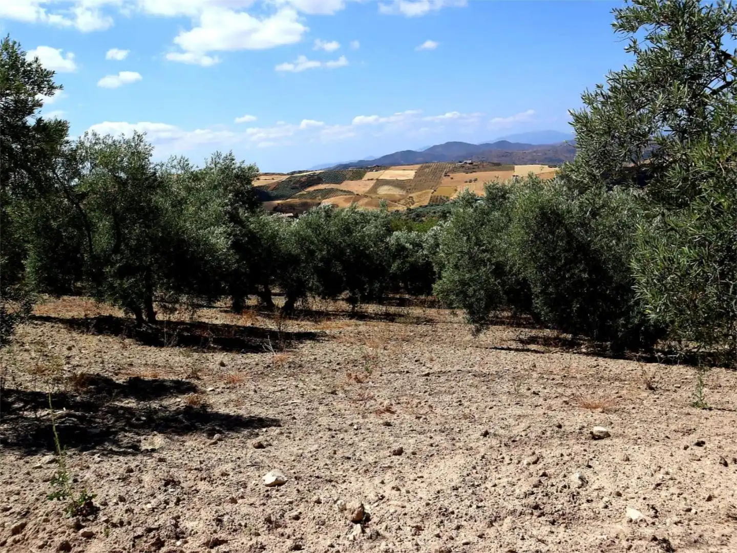 Finca rústica en  Poligono 164 464 - Foto 5