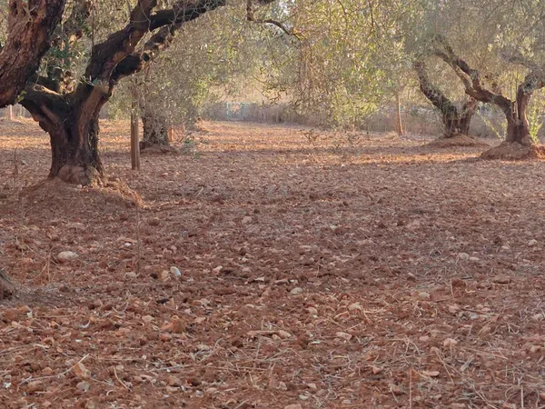 Finca rústica en Partida Fondos, 187 - Foto 4
