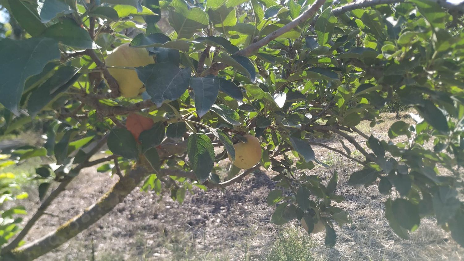 Finca rústica en Diseminados dirección a Puñanilla s/n - Foto 21