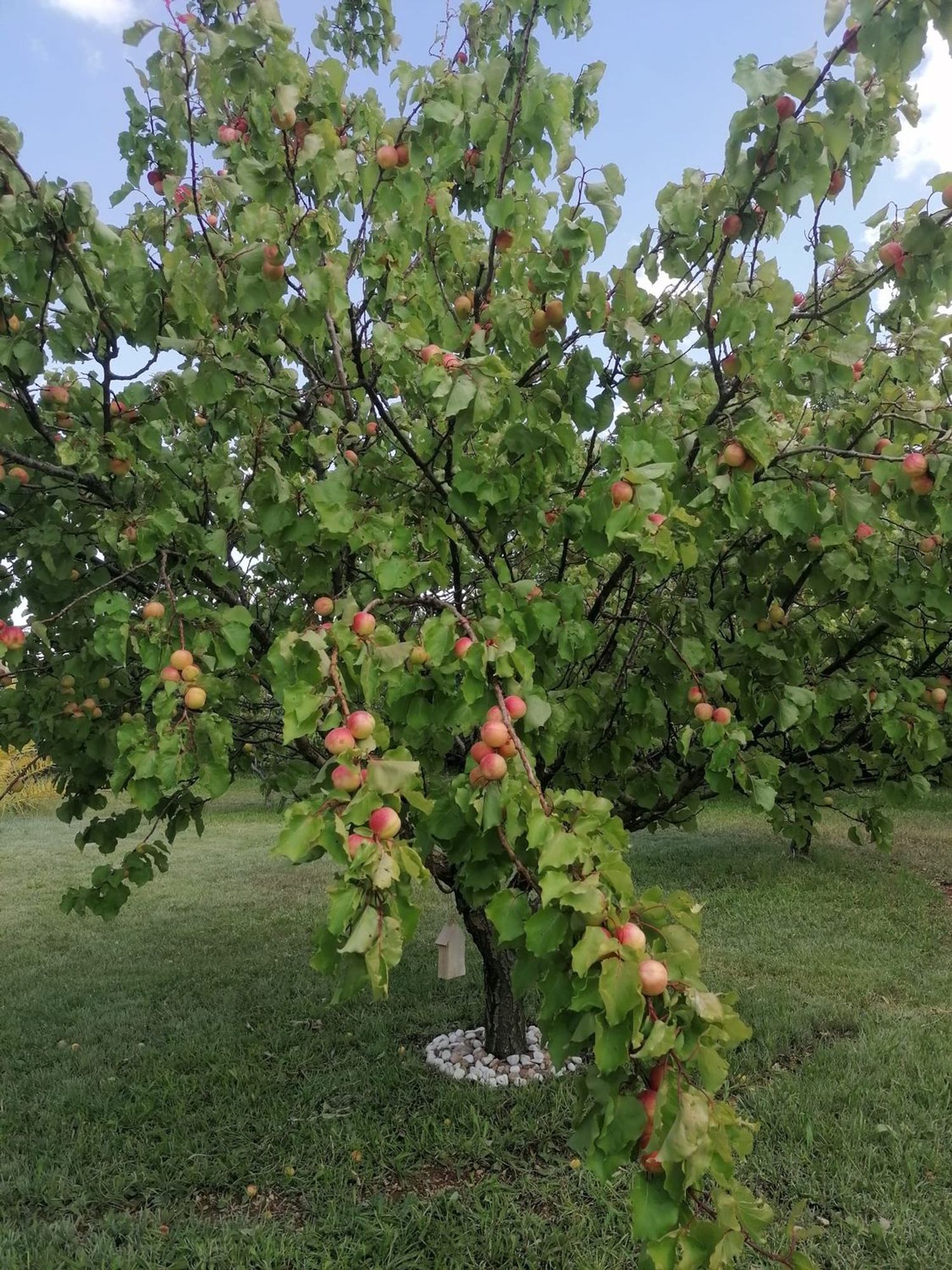 Finca rústica en Avenida Nuestra Señora del Villar s/n - Foto 16