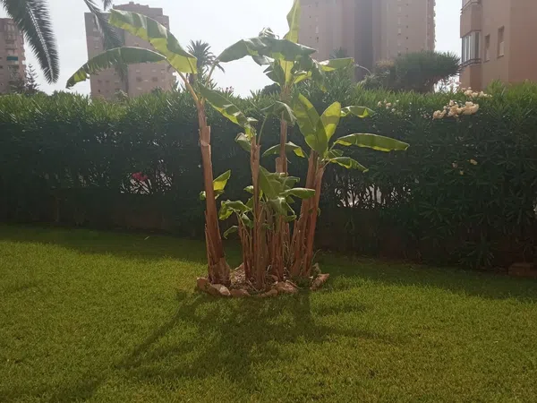 Piso en Calle Teodoro Llorente, 16, Campoamor - Foto 32