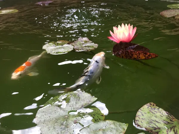 Estudio en calle del Ter, 31 - Foto 19