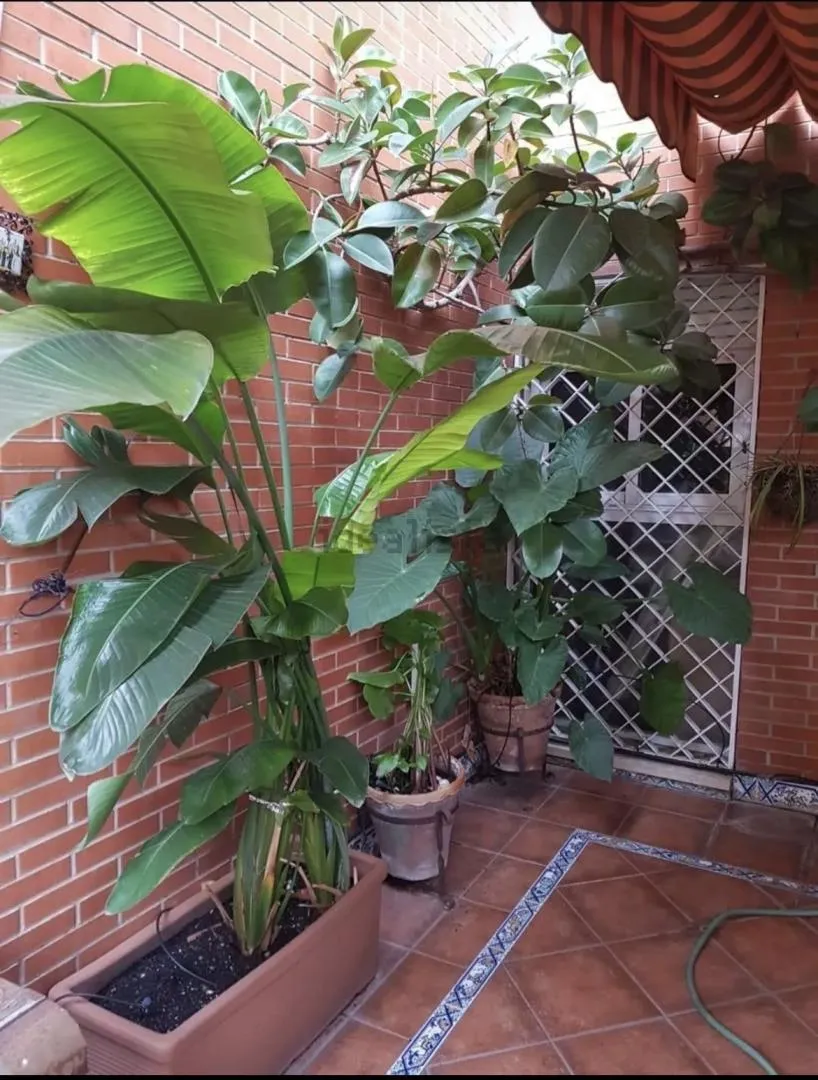 Piso en  Calle Cueva del Gato 3 - Foto 1