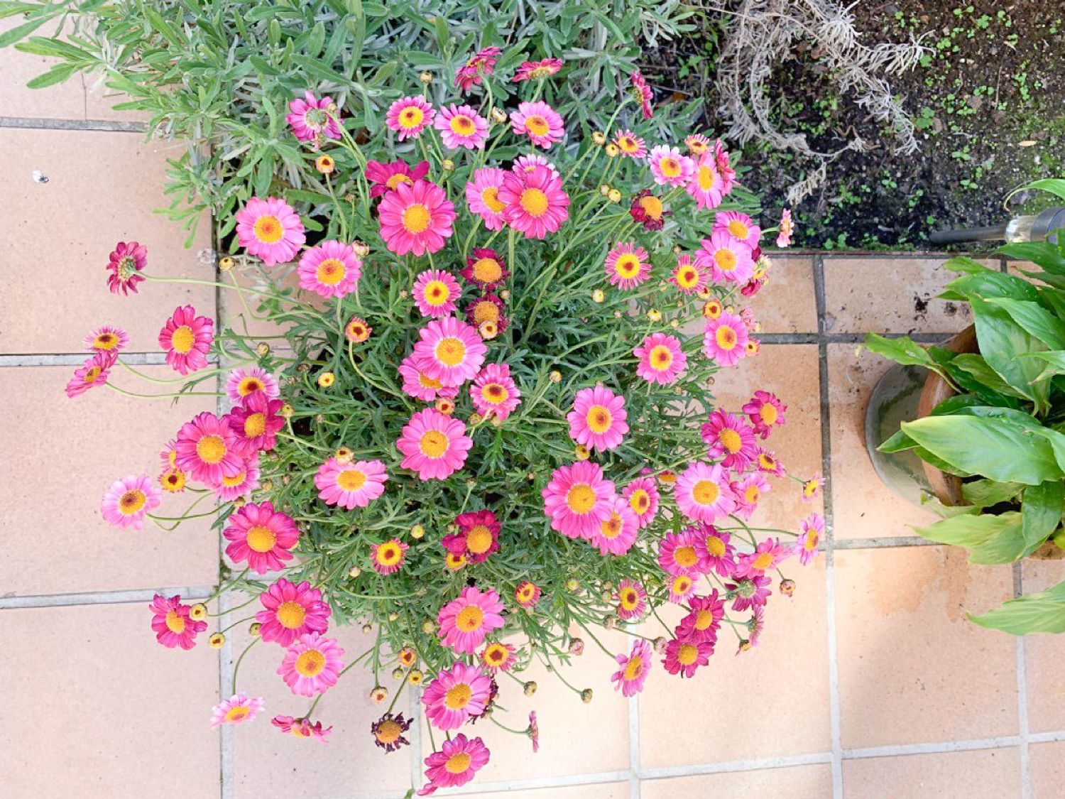 Dúplex en Barrio Lavapiés-Embajadores - Foto 1