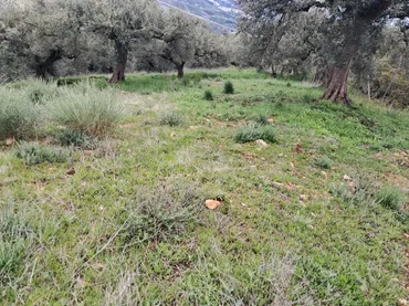 Finca rústica en  Diseminado el Cerval Pol 15 34B - Foto 7