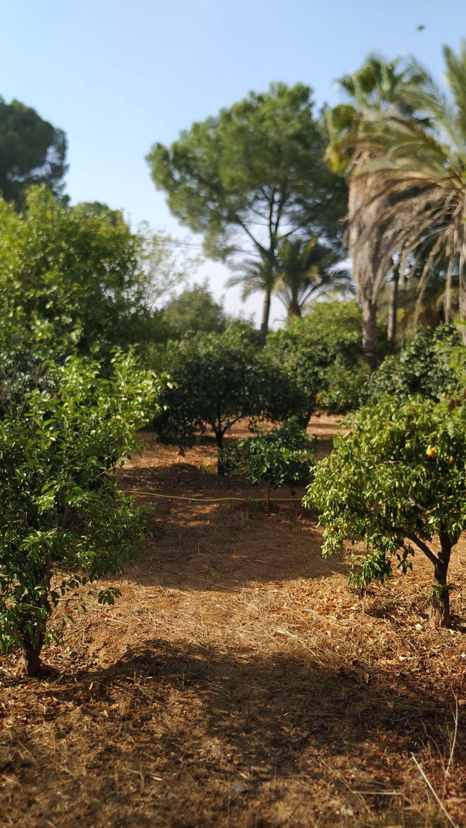Finca rústica en Diseminados dirección a Puñanilla s/n - Foto 28