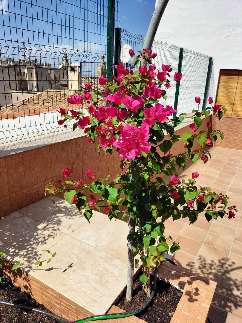 Chalet en  Calle Zenete 1 - Foto 33