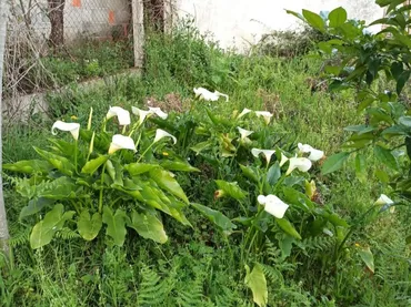 Planta baja en  Rúa Doutor Martínez Rodríguez 22 - Foto 35