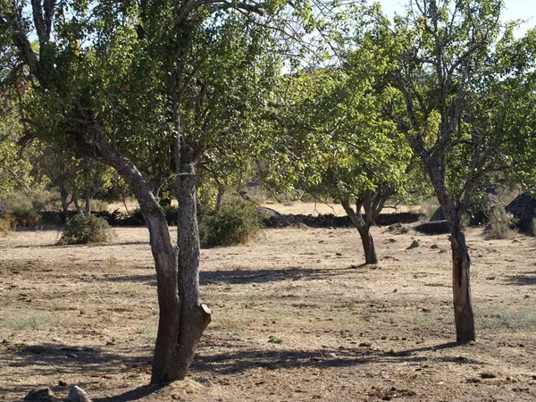 Finca rústica en N-521 s/n - Foto 21