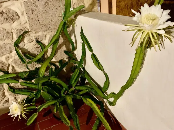 Chalet adosado en calle Sor Brígida Castelló, 20 - Foto 39