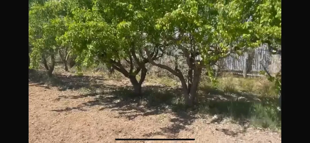 Finca rústica en  Calle de Alfocea 20 - Foto 3