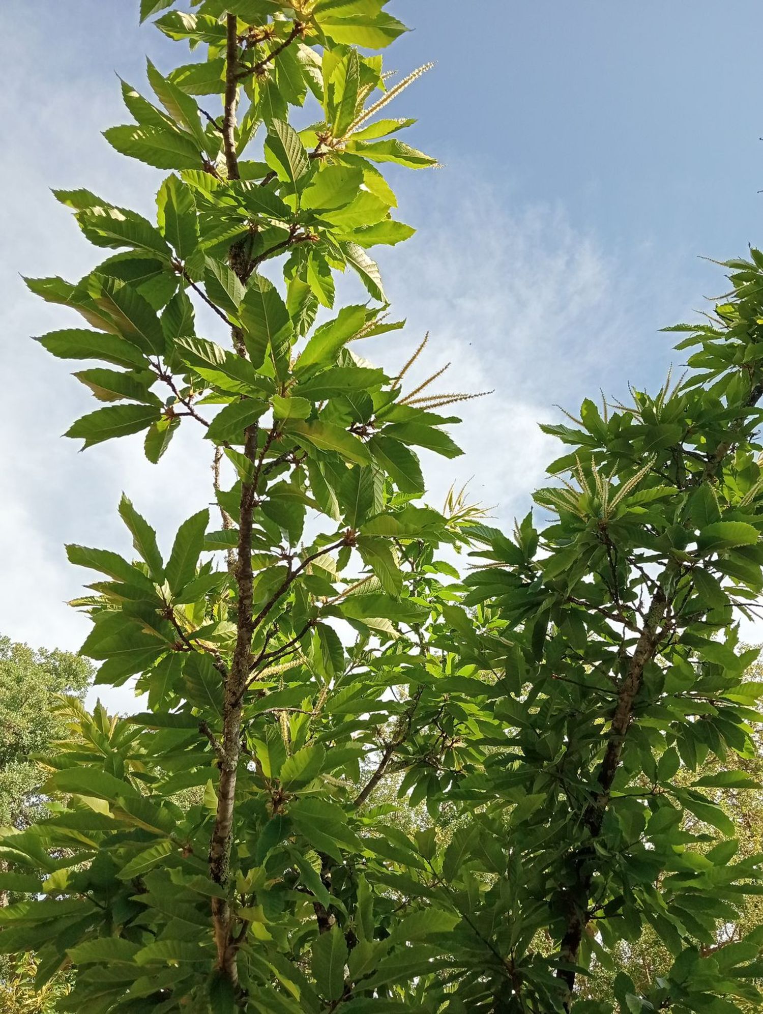 Finca rústica en Hv-3113 s/n - Foto 5