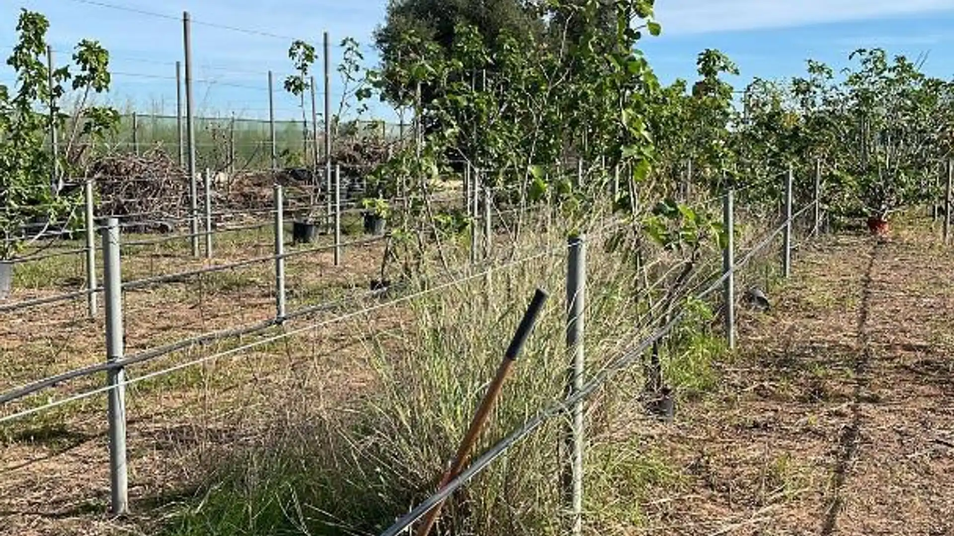 Finca rústica en avenida Avinguda del Cid 112 - Foto 11