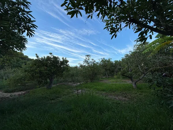 Finca rústica en Diseminado Diseminados, 544, Avda Pescia - Ctra de Frigiliana, Avda Pescia - Ctra de Frigiliana - Foto 14