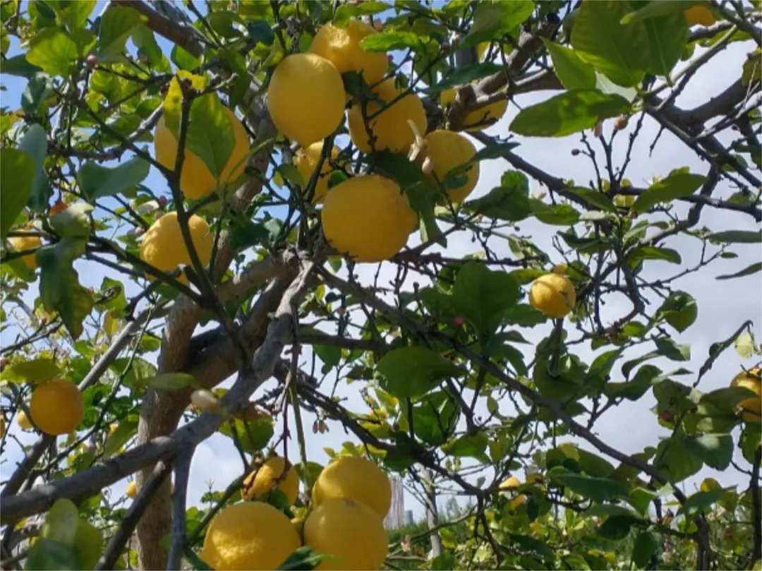 Chalet en  Calle las Buganvillas 27 - Foto 55