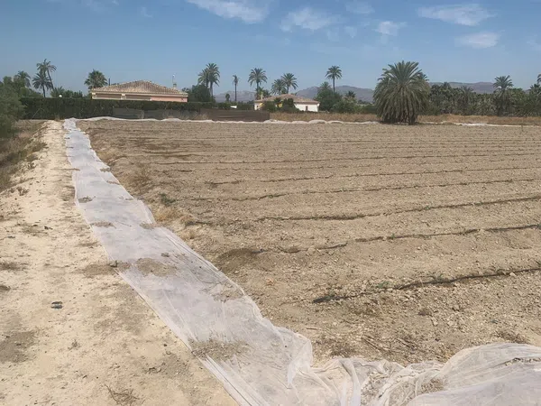 Finca rústica en Carretera de Elche a Casas del León, 30, Algoda-Matola-Llano de San José, Algoda-Matola-Llano de San José - Foto 2