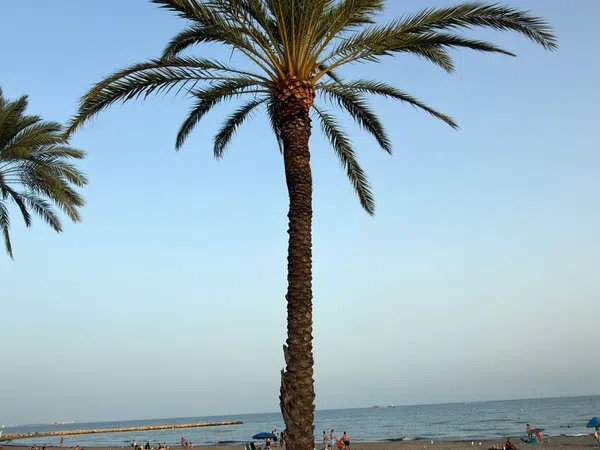 Piso en Avenida de Portugal, 229, Calas de Santa Pola este, Calas de Santa Pola este - Foto 28