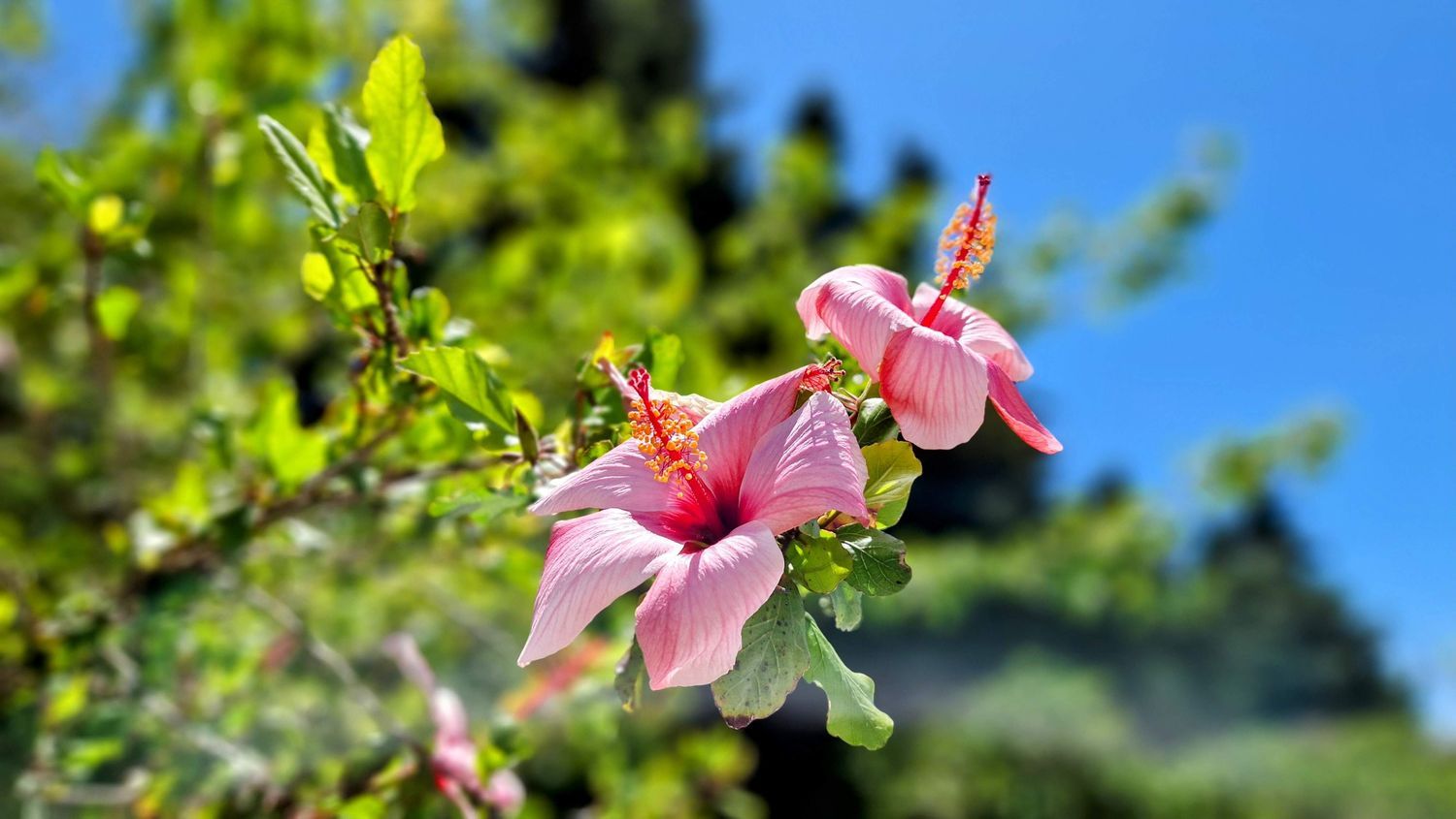 Finca rústica en carril el Clavijo, 39 - Foto 34