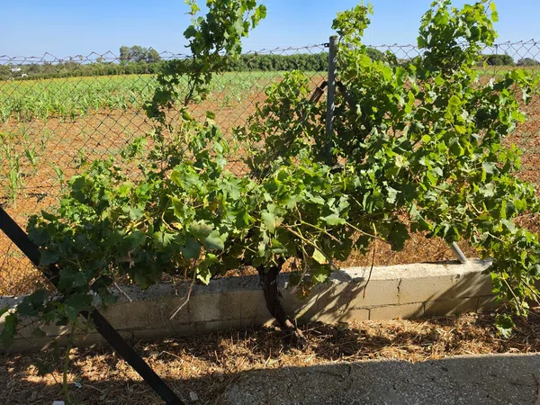 Finca rústica en Vereda de la Tarde, 3, Núcleo Urbano, Núcleo Urbano - Foto 7