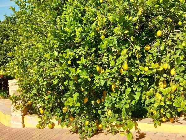 Finca rústica en calle Don Adrián, 1506 - Foto 16