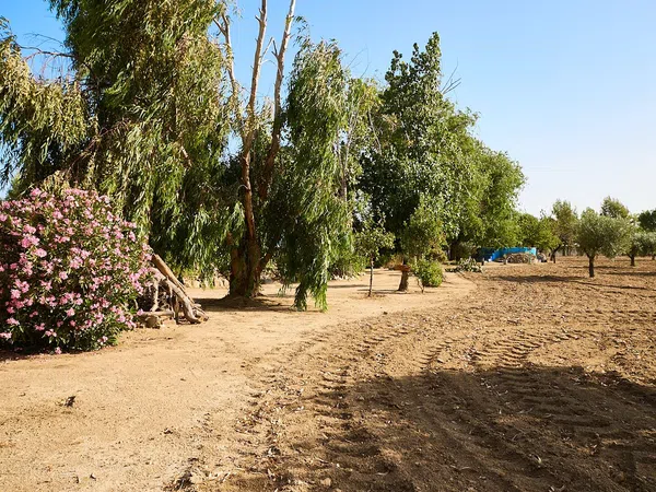 Finca rústica en Camino de la Mata s/n - Foto 6