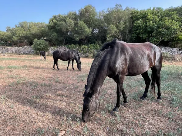 Casa rural en Calle de sa Pleta, 1, Ciutadella, Ciutadella - Foto 15