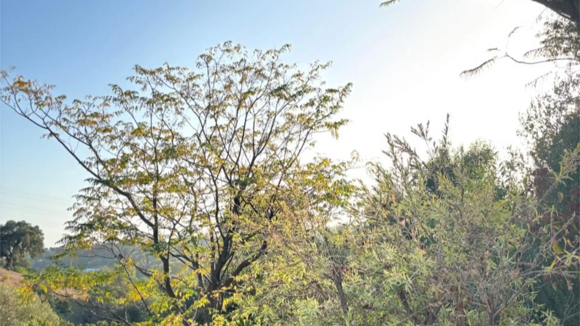 Chalet en  Calle de la Palmera 6 - Foto 6