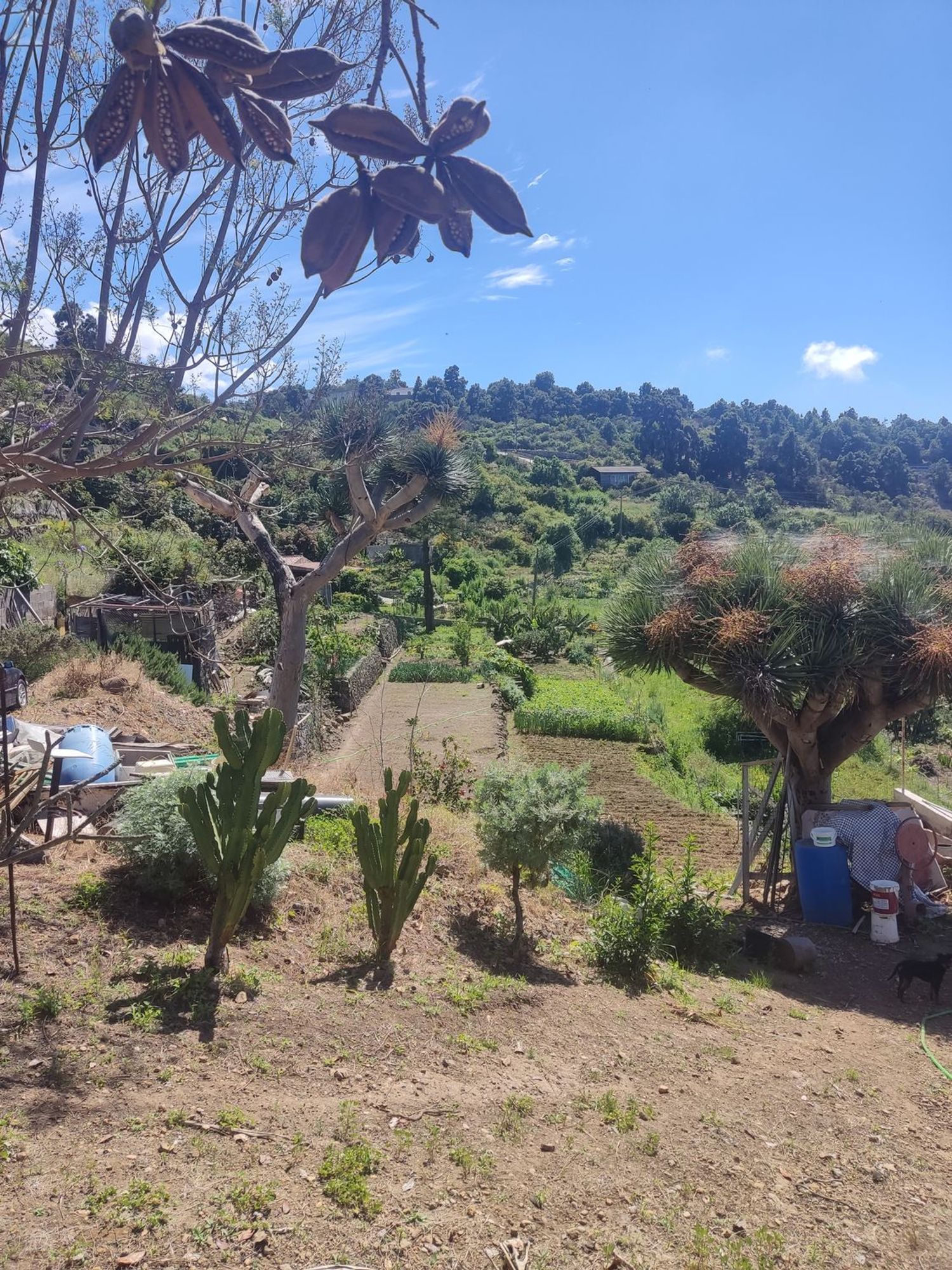 Finca rústica en Buen Paso s/n, Buen Paso-La Mancha, Buen Paso-La Mancha - Foto 18