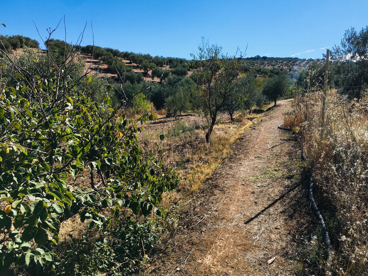 Finca rústica en Camino de las Alcobillas s/n - Foto 9