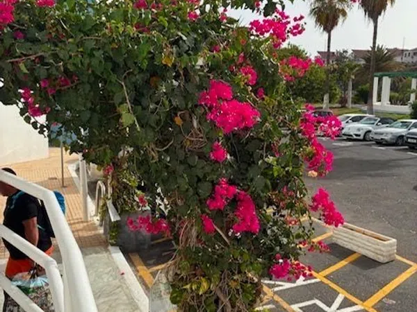 Piso en Avenida J.M. Galván Bello, 20, Golf del Sur-Amarilla Golf, Golf del Sur-Amarilla Golf - Foto 2
