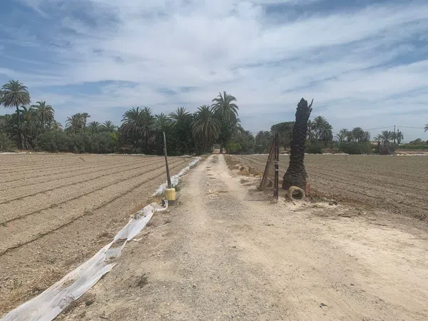 Finca rústica en Carretera de Elche a Casas del León, 30, Algoda-Matola-Llano de San José, Algoda-Matola-Llano de San José - Foto 9