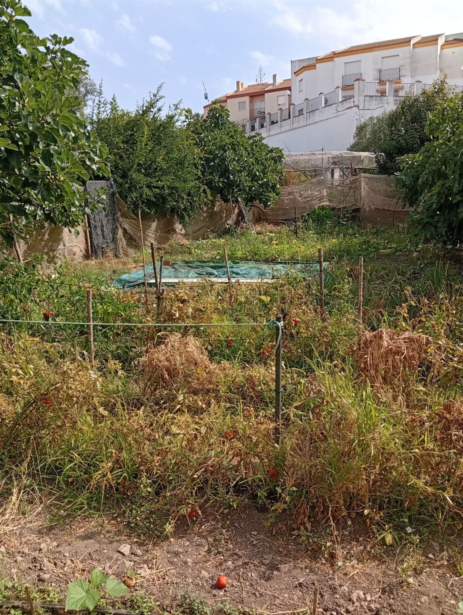 Finca rústica en Calle Galdames, 108, Ayamonte Pueblo, Ayamonte Pueblo - Foto 8