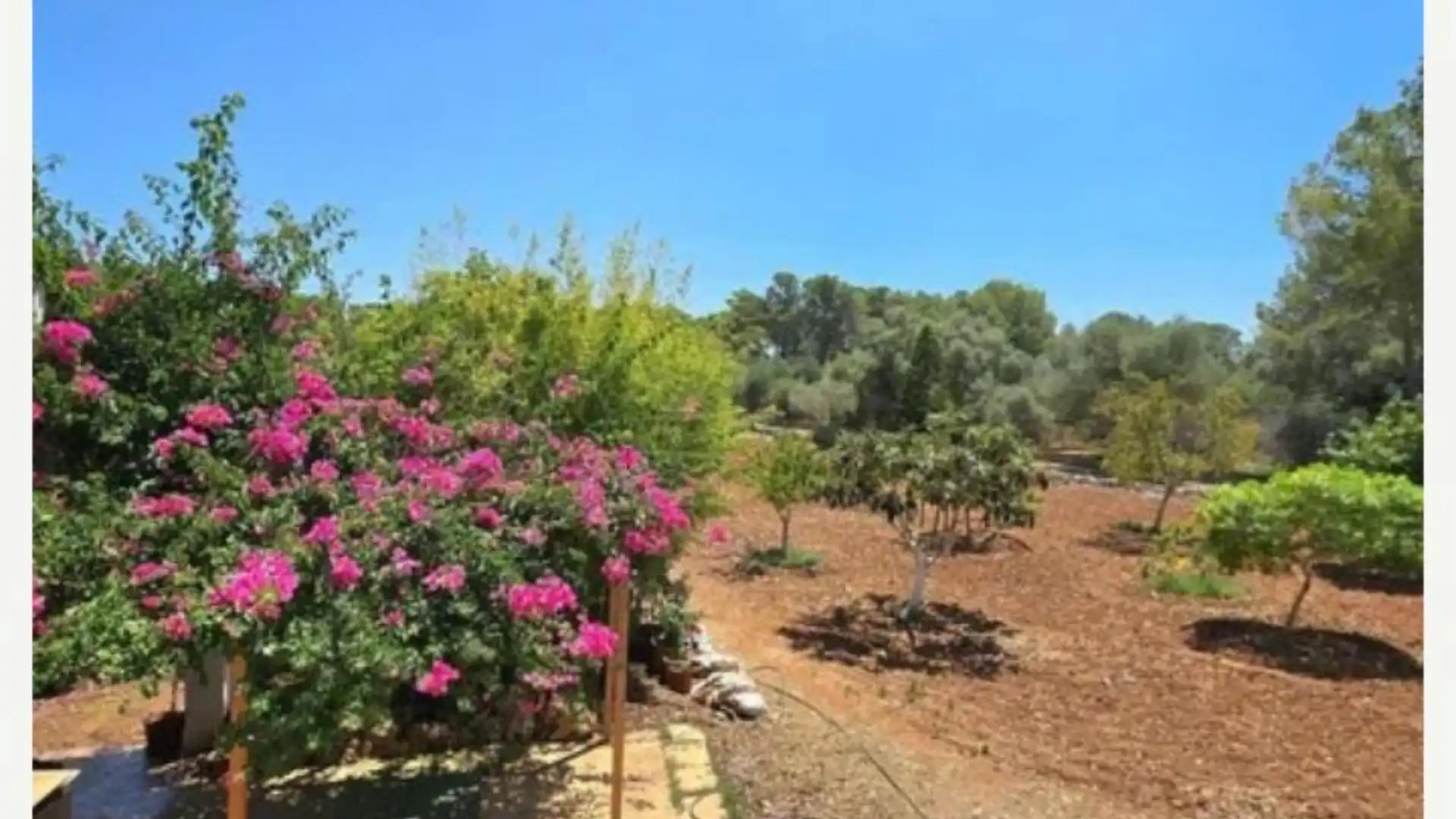 Finca rústica en  Diseminado 8746- Sa Casa Blanca 1 - Foto 28