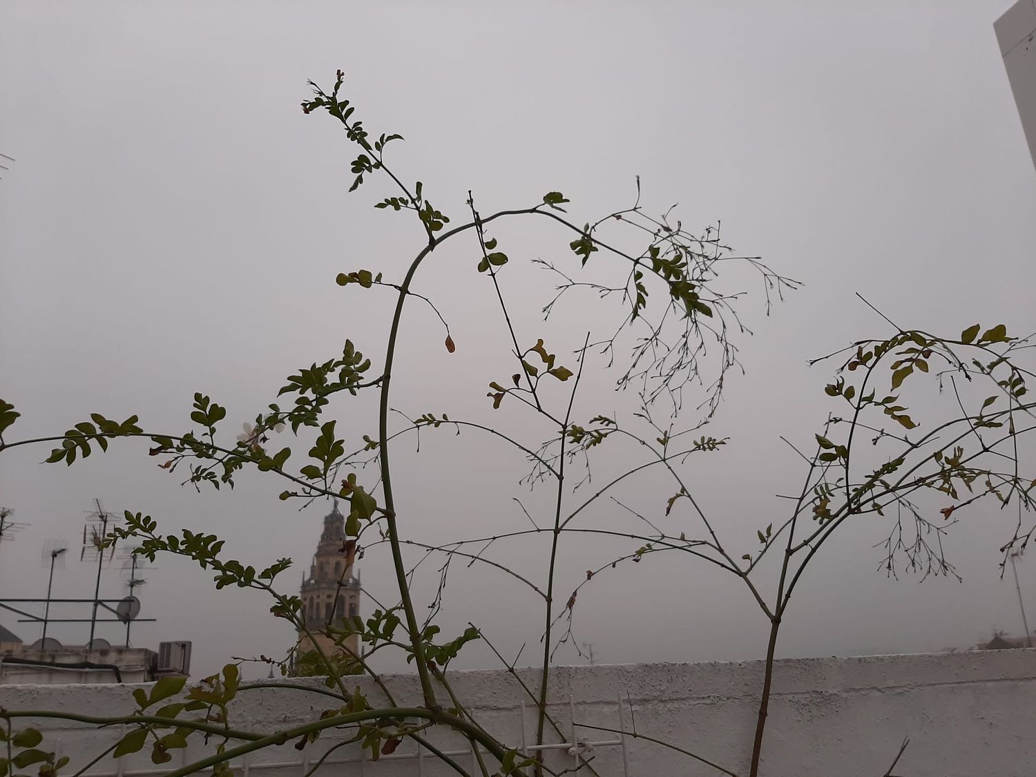 Ático en calle Blanco Belmonte, 15 - Foto 1