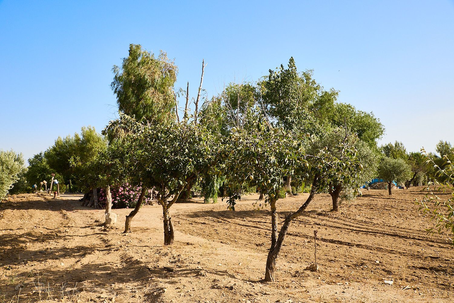 Finca rústica en Camino de la Mata s/n - Foto 2
