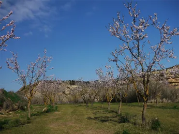 Finca rústica en calle Huerta Zaragoceta S.N - Foto 28