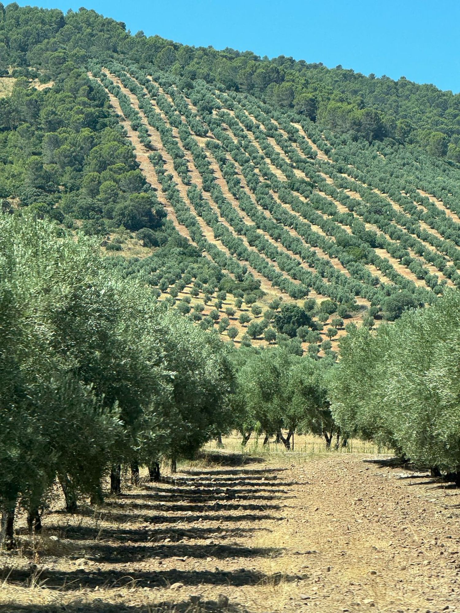 Casa de pueblo en Jaén, 699716549 - Foto 28