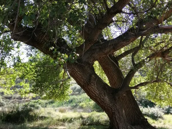 Cortijo en Cortijo Los Hipólitos s/n - Foto 8
