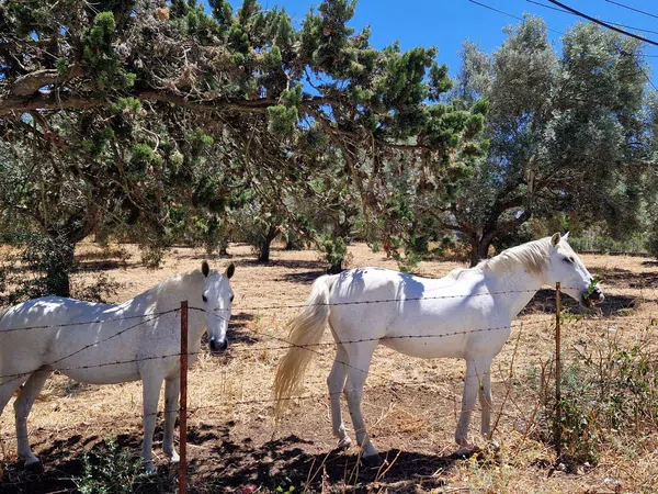 Finca rústica en carril el Clavijo, 39 - Foto 33