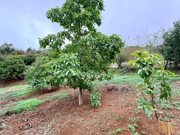 Finca rústica en Gc-704 s/n - Foto 25