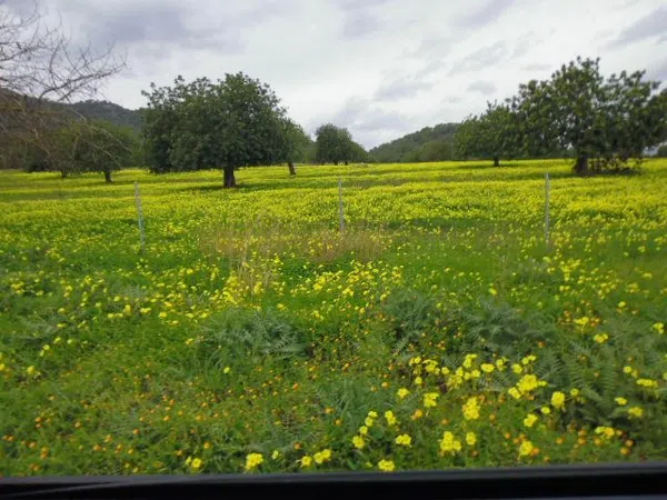 Caserón en Caserón en Canyamel, Canyamel - Foto 16