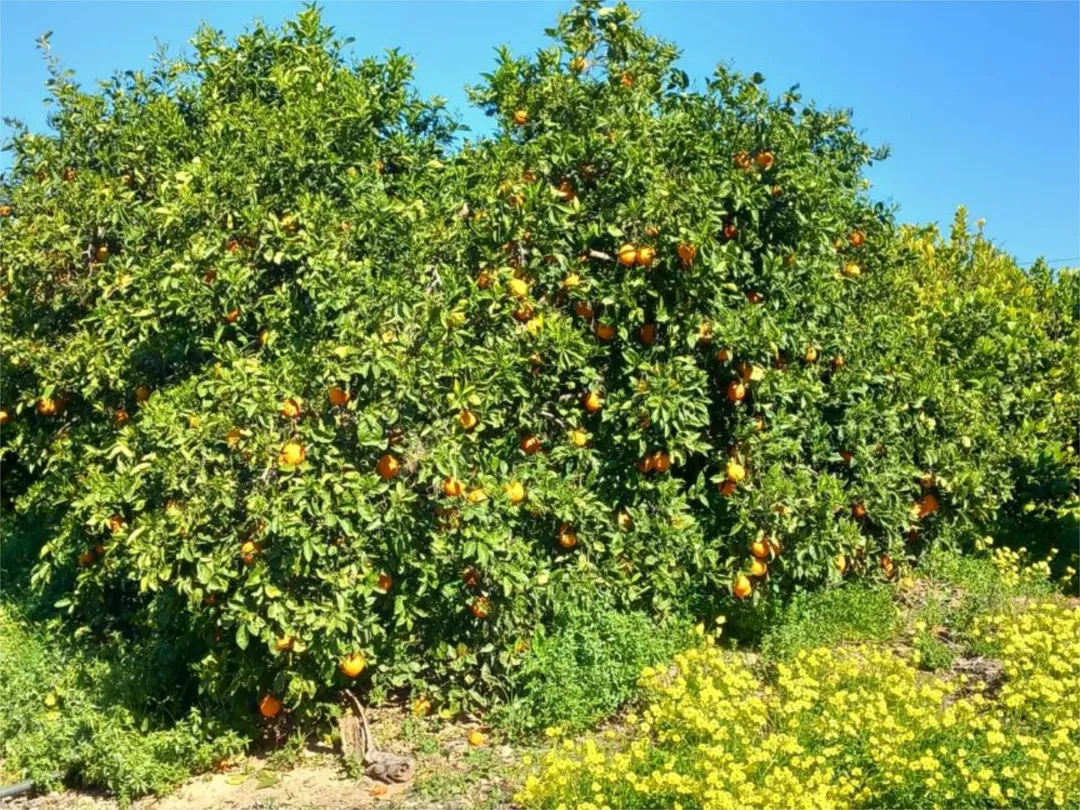 Piso en  Camino de Monteazahar 63 - Foto 6