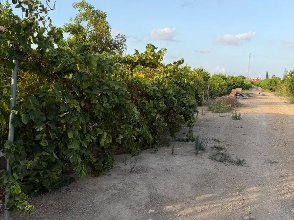 Finca rústica en Camino de los Plazas, 16, San José de la Vega - Foto 40