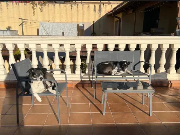 Finca rústica en Joan de Canyamars, 345 - Foto 24