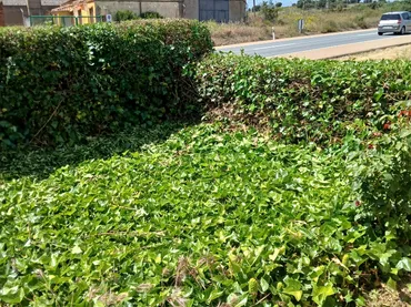 Planta baja en  Carretera de León - Astorga 340 - Foto 4
