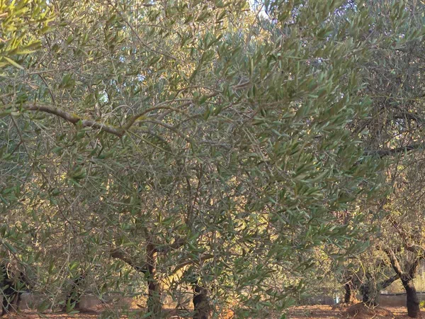 Finca rústica en Partida Fondos, 187 - Foto 6