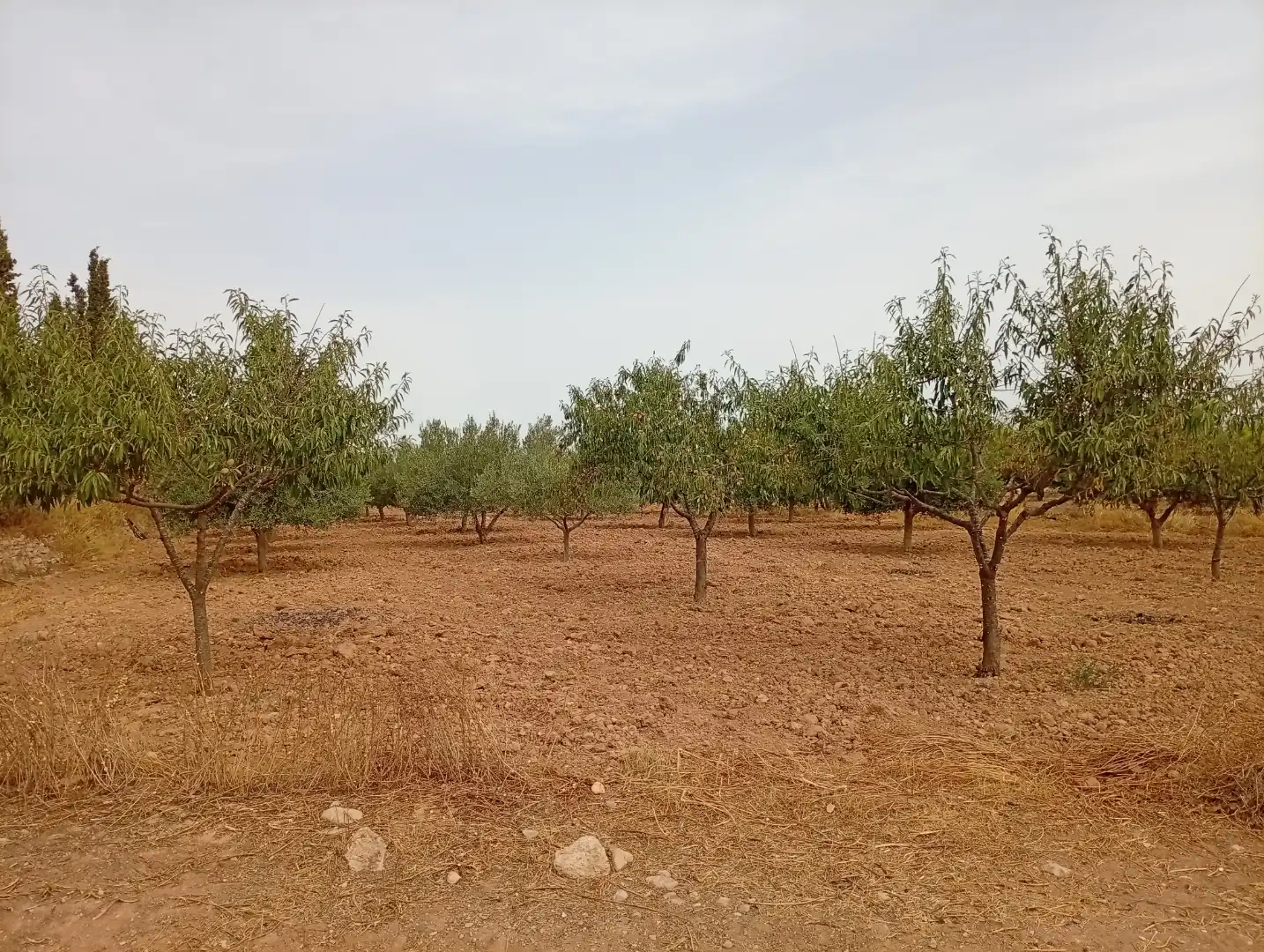 Finca rústica en - Foto 4